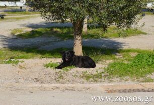 Αθήνα: Πέθανε η Μαυρούλα ένα από τα πιο γνωστά αδέσποτα σκυλιά του Πεδίου του Άρεως (βίντεο)