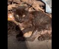 Παράλυτη γάτα πυροβολημένη με αεροβόλο γεμάτη πληγές στα Μέγαρα Αττικής (βίντεο)