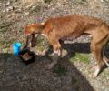 Παλεύει για τη ζωή του σκελετωμένος και άρρωστος σκύλος που βρέθηκε κοντά στη Μονεμβασιά Λακωνίας (βίντεο)