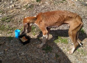Παλεύει για τη ζωή του σκελετωμένος και άρρωστος σκύλος που βρέθηκε κοντά στη Μονεμβασιά Λακωνίας (βίντεο)