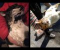 Γάτες νεκρές δολοφονημένες με φόλες στο Μοσχάτο Αττικής