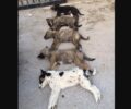 Πέντε κουτάβια δολοφονημένα με φόλες στο χωριό Πέτρες Φλώρινας
