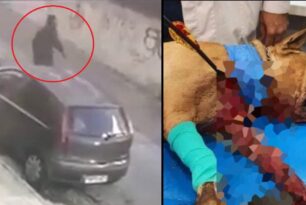 Κάμερα ασφαλείας κατέγραψε τον άνδρα που δολοφόνησε σκύλο με τόξο στην Πετρούπολη Αττικής (βίντεο)