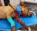 Πέθανε ο σκύλος που χτυπήθηκε με τόξο στην Πετρούπολη Αττικής