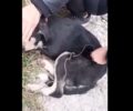 Πολιχνίτος Λέσβου: Βασάνισε σκύλο με συρμάτινη θηλιά και αφού τον έκλεισε σε τσουβάλι τον πέταξε στα σκουπίδια (βίντεο)