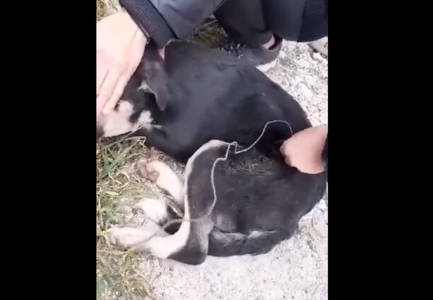 Πολιχνίτος Λέσβου: Βασάνισε σκύλο με συρμάτινη θηλιά και αφού τον έκλεισε σε τσουβάλι τον πέταξε στα σκουπίδια (βίντεο)
