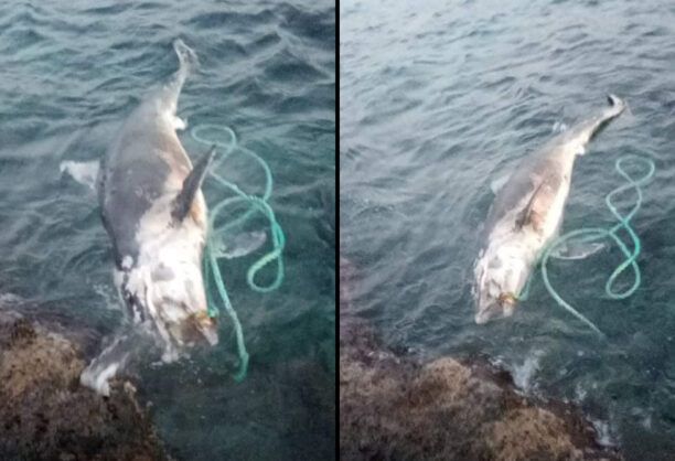 Δελφίνι νεκρό παγιδευμένο σε δίχτυ εκβράστηκε στην Ψέριμο
