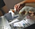 Έκκληση για έξοδα περίθαλψης γάτας που έμεινε παράλυτη μετά από πυροβολισμό με αεροβόλο στη Νέα Χαλκηδόνα Αττικής (βίντεο)