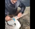 Έσωσαν ροδοπελεκάνο που κινδύνευε να πεθάνει από ασιτία στη λίμνη Καστοριάς (βίντεο)