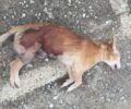 Σκιάθος: Σκύλος νεκρός πυροβολημένος με αεροβόλο όπλο