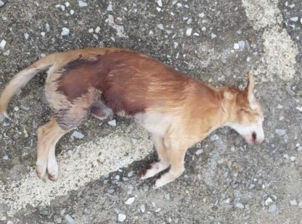 Σκιάθος: Σκύλος νεκρός πυροβολημένος με αεροβόλο όπλο