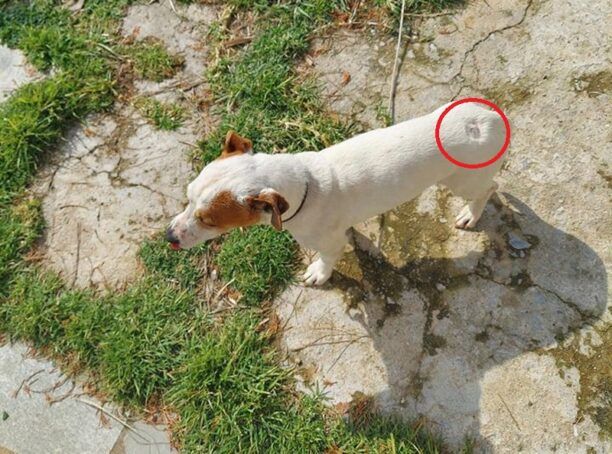 Ακόμα ένα πυροβολημένο σκυλί με αεροβόλο στην Σκιάθο