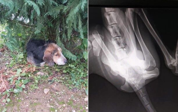 Ζητούν βοήθεια για να χειρουργηθεί σκύλος που βρέθηκε σχεδόν παράλυτος στον Σ.Ε.Α. Αλμυρού Μαγνησίας