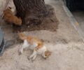 Δηλητηριασμένο σαλάμι οι φόλες που κάποιος σκόρπισε στο δάσος Χαϊδαρίου δολοφονώντας γάτες