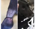 Ζάκυνθος: Βρήκαν σκύλο με σύρμα σφιχτά τυλιγμένο στο πόδι του (βίντεο)