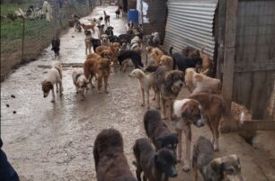 Εκατοντάδες άρρωστα σκυλιά έγκλειστα σε ιδιωτικό «καταφύγιο» στον Αλμυρό Μαγνησίας χρειάζονται φάρμακα (βίντεο)