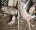 Γάτες δολοφονημένες με φόλες στην Αμφιάλη Αττικής