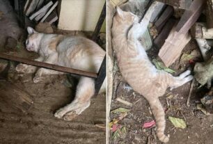 Γάτες δολοφονημένες με φόλες στην Αμφιάλη Αττικής