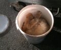 Αμύνταιο Φλώρινας: Βρήκε τον νεκρό σκύλο μέσα σε κουβά δίπλα από κάδο σκουπιδιών