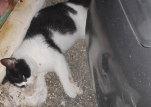Κεφαλλονιά: Γάτες νεκρές από φόλες στο Αργοστόλι
