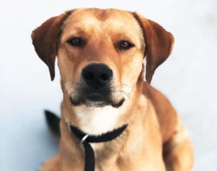 Άρτα: Ο σκύλος που γλύτωσε από τη συρμάτινη θηλιά στο Αστροχώρι ανάρρωσε και χρειάζεται σπιτικό
