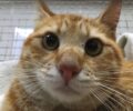 Αθήνα: Έσωσαν τη χειρουργημένη γάτα που έπεσε από μπαλκόνι και εξαφανίστηκε για μέρες