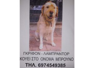 Χάθηκε αρσενικός σκύλος στους Αγίους Αναργύρους Αττικής