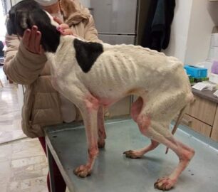 Βρήκε τον σκελετωμένο σκύλο κλειδωμένο στα αποδυτήρια του Δημοτικού Σταδίου Φαρσάλων Λάρισας