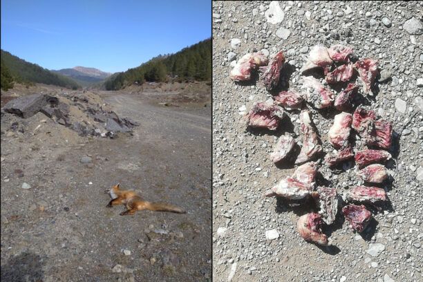 Δεκάδες φόλες και μια δηλητηριασμένη αλεπού βρέθηκαν στη Σμίξη Γρεβενών στο Εθνικό Πάρκο Βόρειας Πίνδου