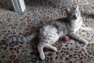 Βρέθηκε - Χάθηκε αρσενική γάτα στον Πειραιά