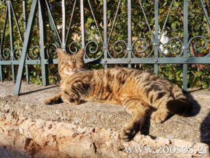 Απείλησε γυναίκες που φροντίζουν γάτες και δηλώνει ότι θα σκοτώσει αδέσποτα στη Νίκαια Αττικής