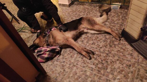 Σκύλος δολοφονημένος με φόλα στο Γομάτι Χαλκιδικής