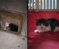 Ηράκλειο Αττικής: Εθελοντές επί τρεις μέρες επιχειρούσαν και κατάφεραν να σώσουν γατάκι που εγκλωβίστηκε σε φρεάτιο