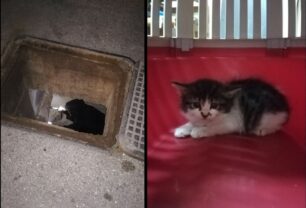 Ηράκλειο Αττικής: Εθελοντές επί τρεις μέρες επιχειρούσαν και κατάφεραν να σώσουν γατάκι που εγκλωβίστηκε σε φρεάτιο