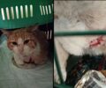 Καλαμαριά Θεσσαλονίκης: Βρήκε γάτα να υποφέρει με συρμάτινη θηλιά σφιχτά γύρω από σώμα της