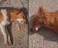 Κάλυμνος: Σκυλιά και γάτες δολοφονημένα με φόλες στο Βαθύ