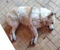 Με φόλες δολοφόνησε αδέσποτα σκυλιά στην πλατεία Λάππα στην Καρδίτσα