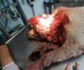 Κέρκυρα: Βρήκε σκύλο μέσα στα αίματα σοβαρά τραυματισμένο με μαχαίρι