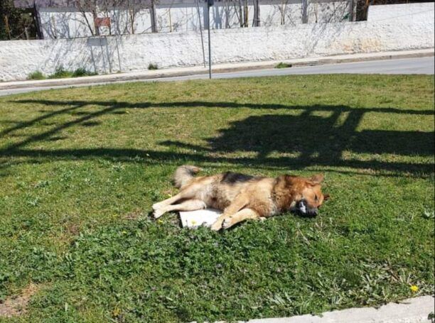Αδέσποτος σκύλος δολοφονημένος με φόλα έξω από το στρατόπεδο της Κορίνθου