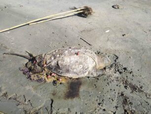 Θαλάσσιες χελώνες νεκρές παγιδευμένες σε δίχτυα στην Κορωνησία Άρτας