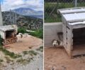 Εξαφανίστηκαν τα σκυλιά που κακοποιούσε ο ιδιοκτήτης τους στο Κορωπί Αττικής (βίντεο)