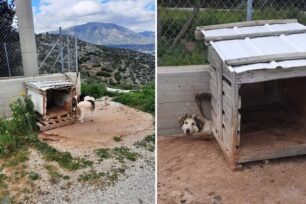 Εξαφανίστηκαν τα σκυλιά που κακοποιούσε ο ιδιοκτήτης τους στο Κορωπί Αττικής (βίντεο)