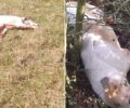 Κοσμηρά Ιωαννίνων: Κυνηγός πυροβόλησε και σκότωσε δύο αδέσποτα σκυλιά
