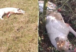 Κοσμηρά Ιωαννίνων: Κυνηγός πυροβόλησε και σκότωσε δύο αδέσποτα σκυλιά