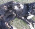 Έδεσε τον άρρωστο σκύλο και τον εγκατέλειψε σε ερημική περιοχή της Κοζάνης (βίντεο)