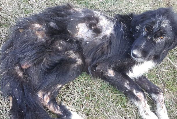 Έδεσε τον άρρωστο σκύλο και τον εγκατέλειψε σε ερημική περιοχή της Κοζάνης (βίντεο)