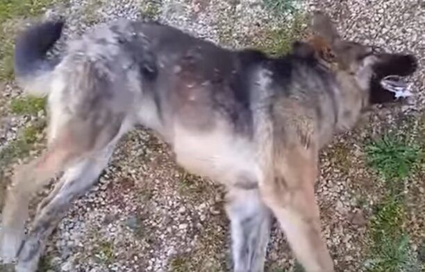 Με φόλα δολοφόνησε ένα από τα αδέσποτα σκυλιά της Ξυλαγανής Ροδόπης (βίντεο)