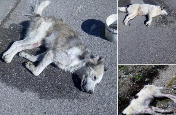 Σκυλιά δολοφονημένα με φόλες στη Λαγορράχη Πιερίας