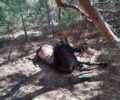 Λέσβος: Έδεσε το άλογο στο δέντρο και το άφησε να πεθάνει στη Βρύσα