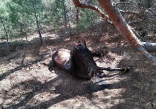Λέσβος: Έδεσε το άλογο στο δέντρο και το άφησε να πεθάνει στη Βρύσα